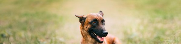 Guide complet du golden retriever: caractéristiques et soins