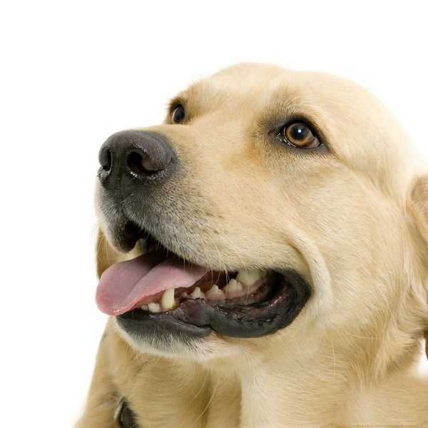 Guide complet du golden retriever: caractéristiques et soins
