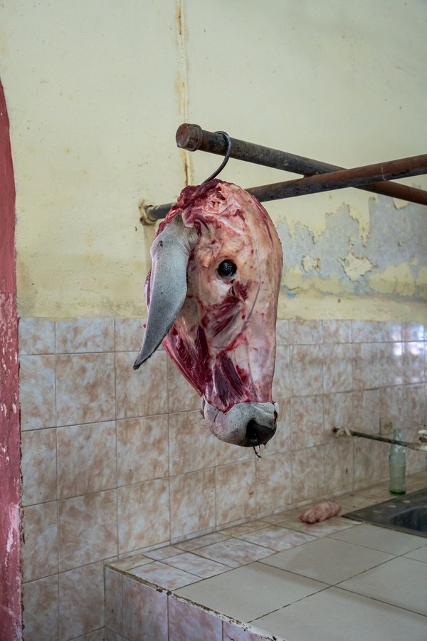 Découvrez pourquoi l'oreille de boeuf est un délice pour chiens