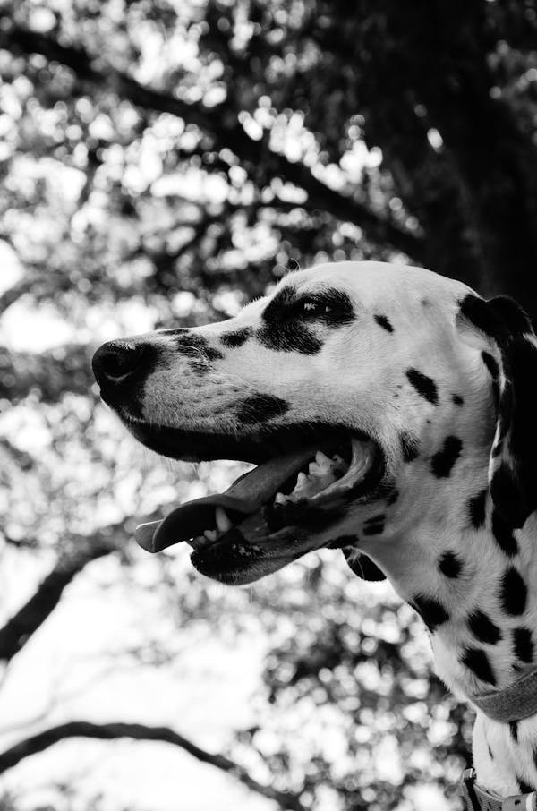 Dalmatien : un compagnon loyal aux origines fascinantes
